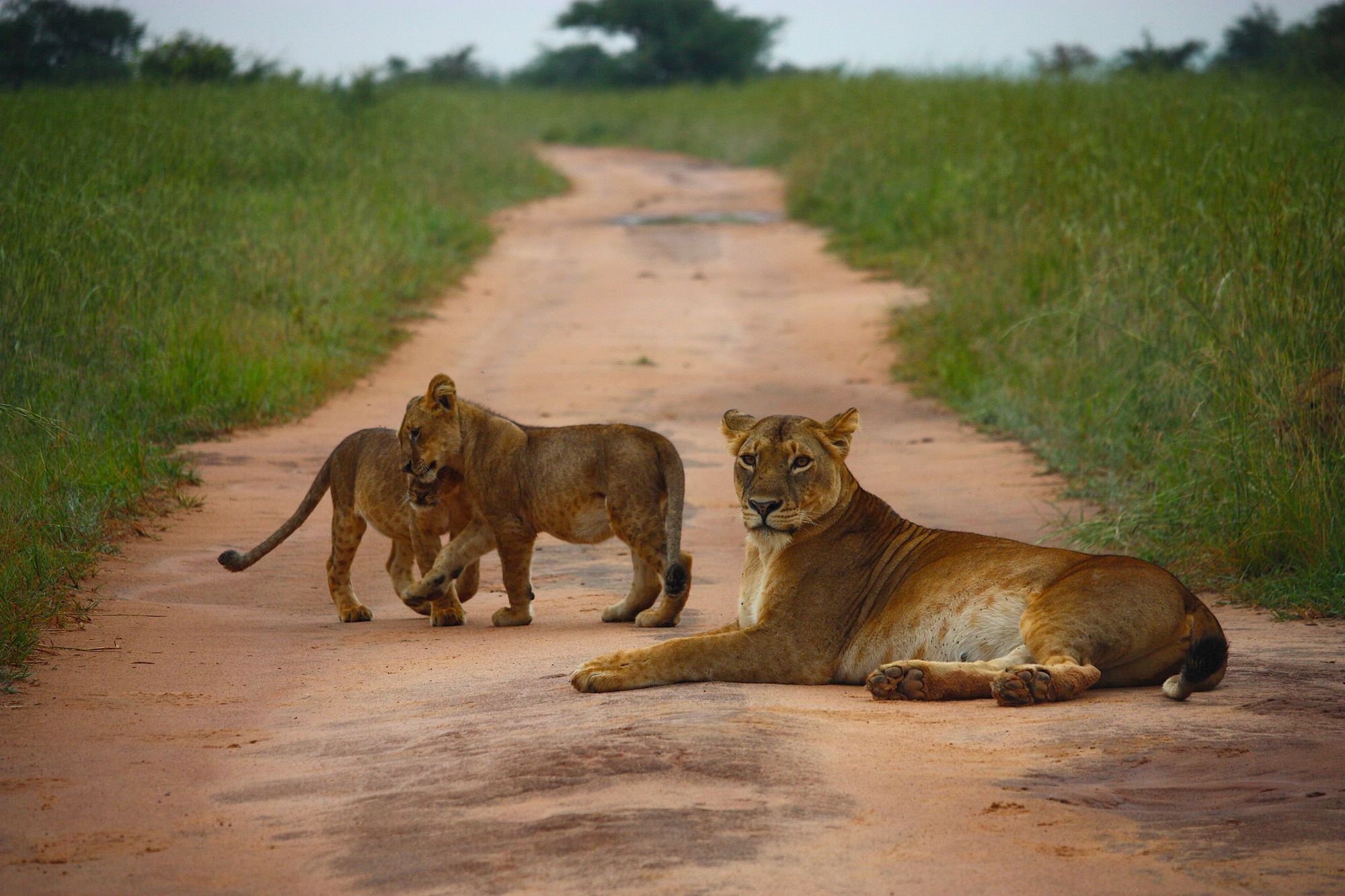 Lioness resting on a dirt track with two cubs